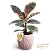 FICUS ELASTICA P12 BELIZE  LEAF ROSA