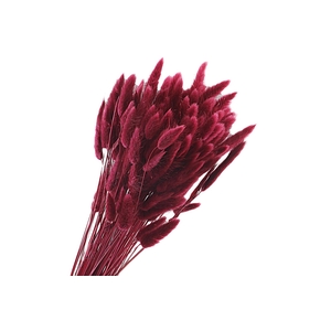 Lagurus Red Raspberry