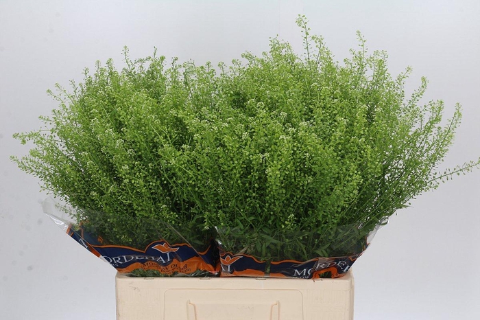<h4>Lepidium Green Bell</h4>