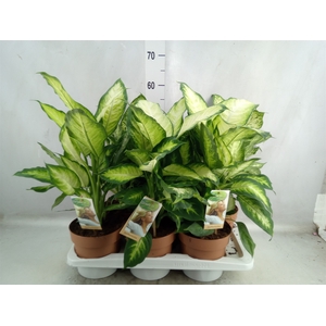 Dieffenbachia   ...mix