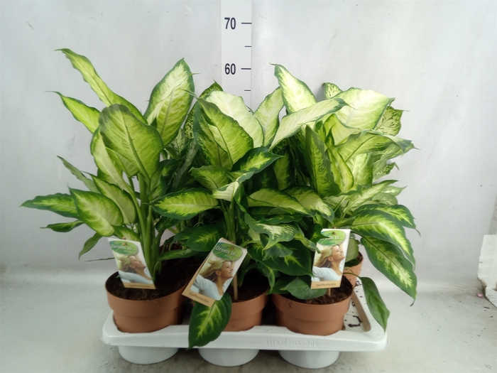 Dieffenbachia   ...mix