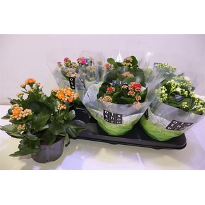 arr8 Kal Ge Gem 4 Kl