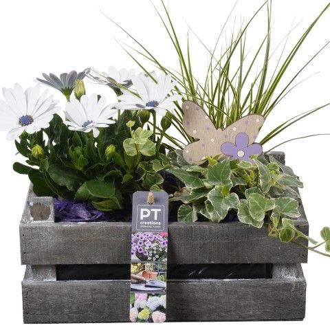 <h4>Opm Pt PTPP2575 Patio Hout Kist</h4>