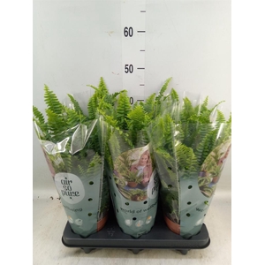 Nephrolepis exal. 'Green Lady'