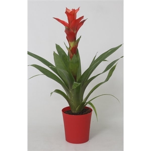 Guzmania Rouche in rode kunststof pot