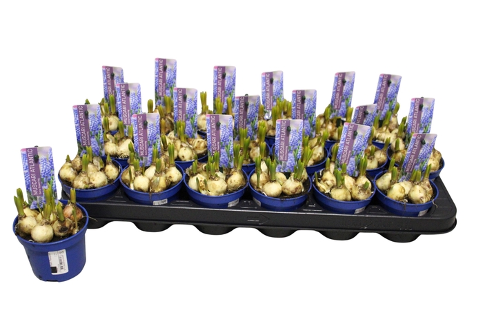 <h4>MUSCAR ATLANTIC</h4>