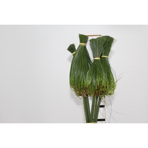 FOLH PAPIRUS 070 CM