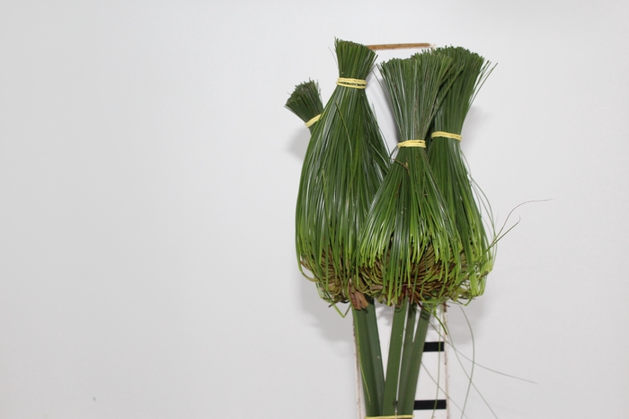 <h4>FOLH PAPIRUS 070 CM</h4>