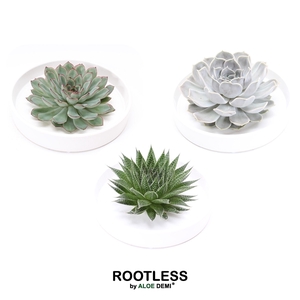 ROOTLESS Succulent, Tapir bowl