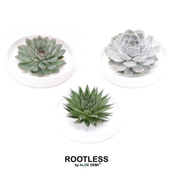 <h4>ROOTLESS Succulent, Tapir bowl</h4>