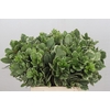 Pittosporum Ilan