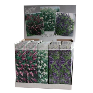 Buddleja davidii mix