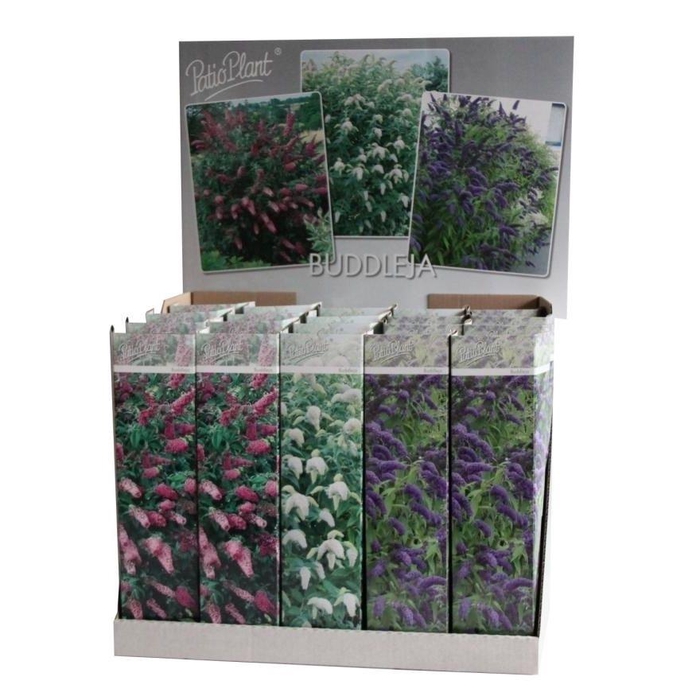 <h4>Buddleja davidii mix</h4>