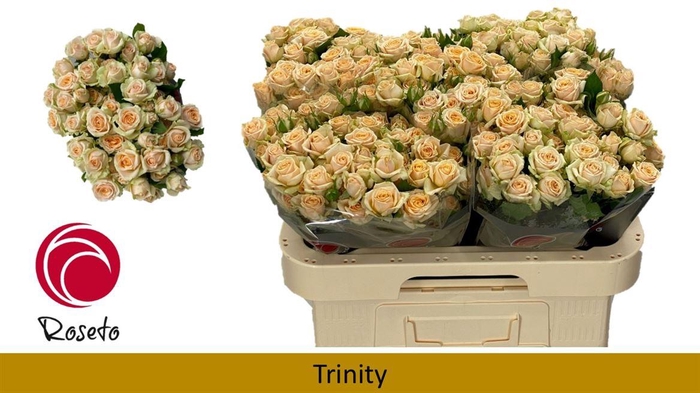 <h4>R Tr Trinity</h4>