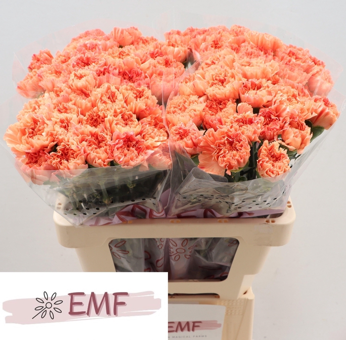 <h4>Dianthus st Tamarind</h4>