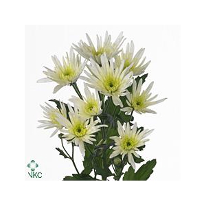 Chrys sp delianne white
