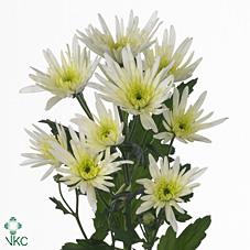 <h4>Chrys sp delianne white</h4>