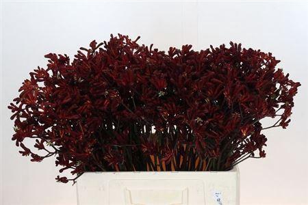 <h4>Anigoz Bush Ruby</h4>