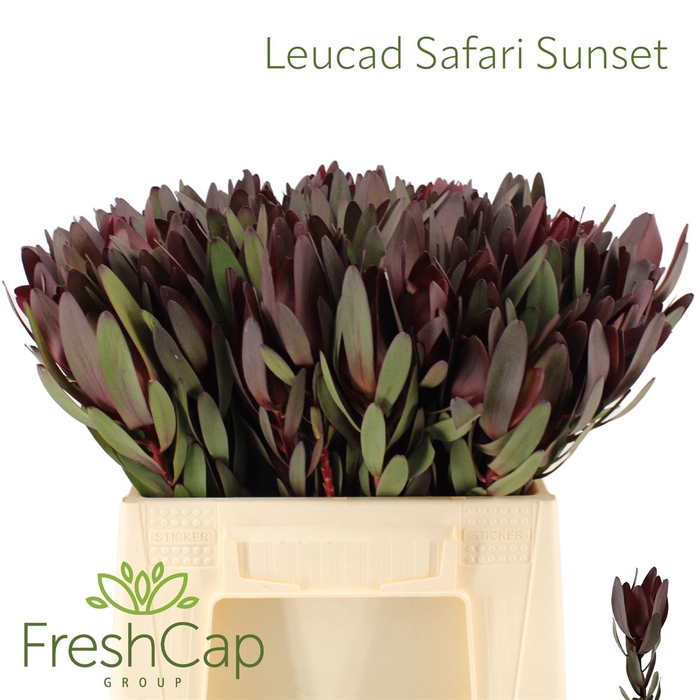 <h4>Leucad Safari Sunset</h4>