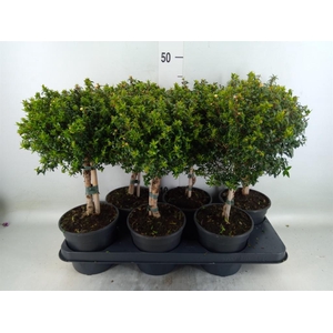 Myrtus communis