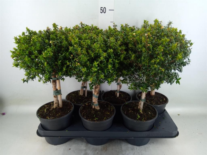 <h4>Myrtus communis</h4>