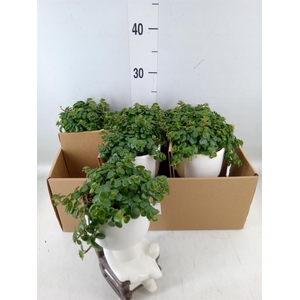 Arr.   Kamerplant Groen L%