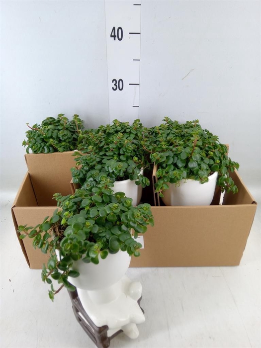 <h4>Arr. Kamerplant Groen L%</h4>