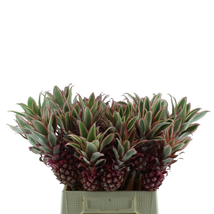 <h4>Ananas</h4>