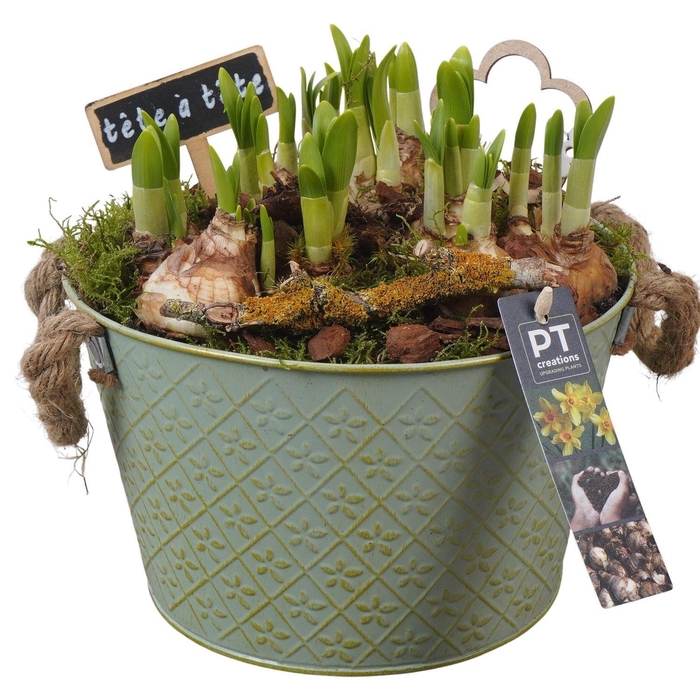 <h4>Arr.  Narcissus Tete Tete L%</h4>