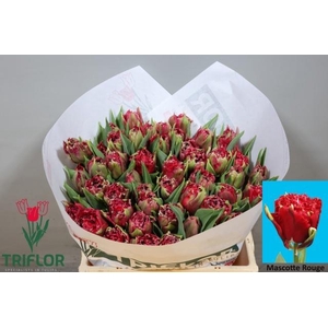 TU FR MASCOTTE ROUGE