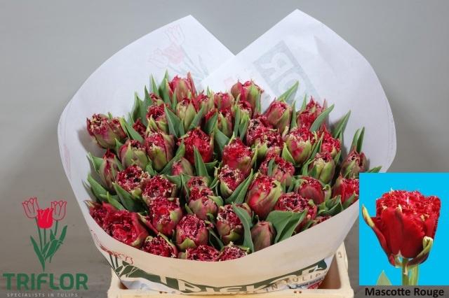 <h4>TU FR MASCOTTE ROUGE</h4>