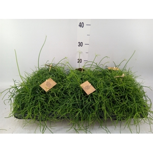 Rhipsalis   ...