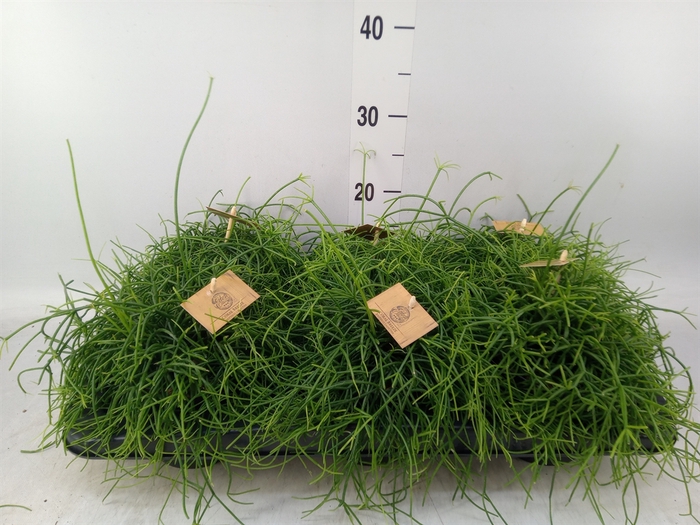 <h4>Rhipsalis   ...</h4>