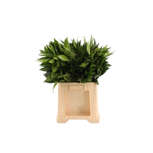 Coculus 80 Laurifolius