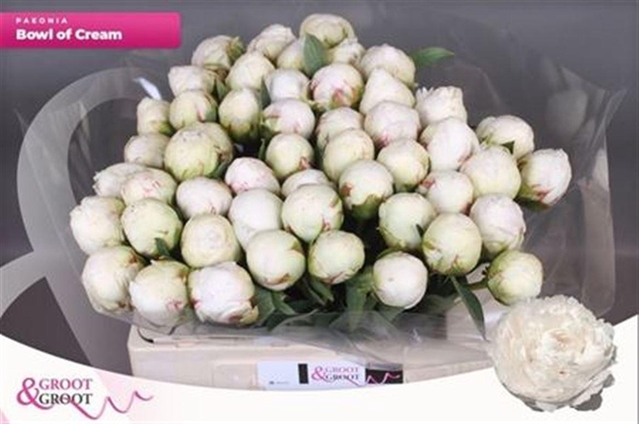 <h4>Paeo Bowl Of Cream</h4>