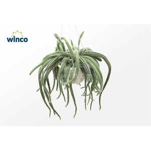 Aporocactus Flagiliformis (hanging)