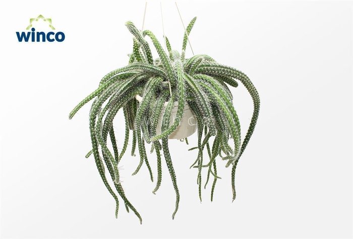 <h4>Aporocactus Flagiliformis (hanging)</h4>