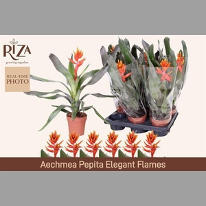 AECH PE ELEGANT FLAM