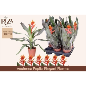 AECH PE ELEGANT FLAM