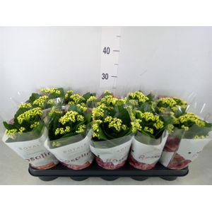 Kalanchoe blos. 'RosDon Dione'