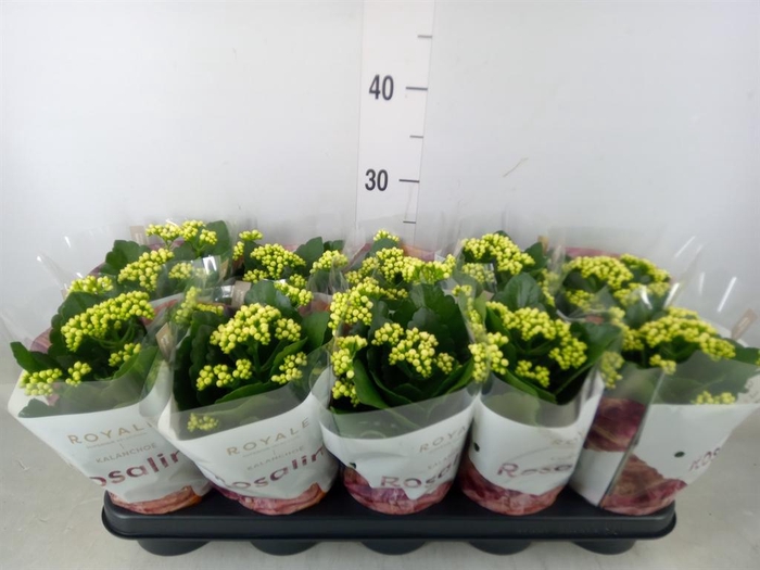 <h4>Kalanchoe blos. 'RosDon Dione'</h4>