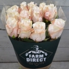 R GR POMAROSA (BOX)