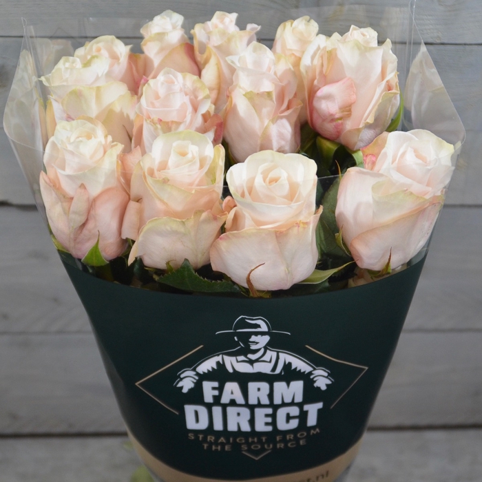 <h4>R Gr Pomarosa</h4>