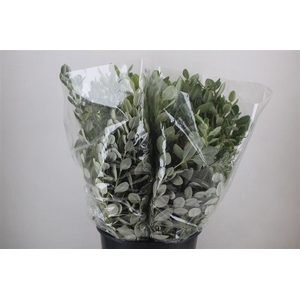 Pittosp Ralphi Leaves 200gr P Bunch