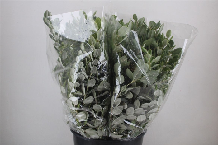 <h4>Pittosp Ralphi Leaves 200gr P Bunch</h4>