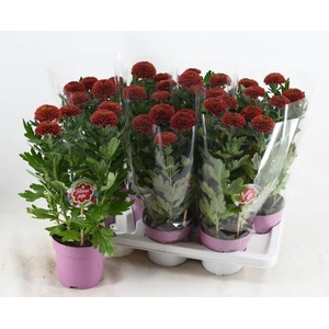 CHRYS FP RED