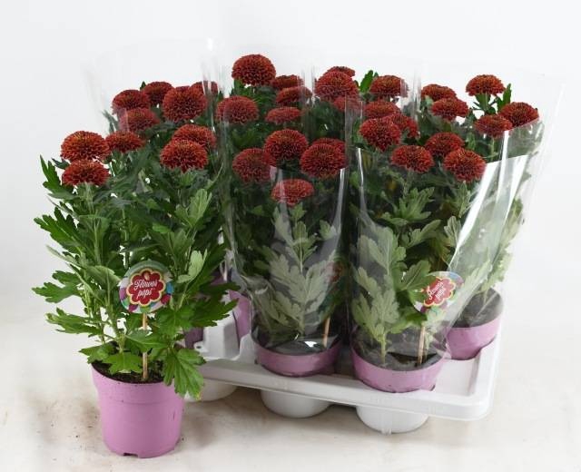 <h4>CHRYS FP RED</h4>