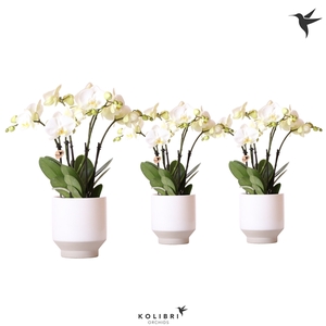 Kolibri Orchids Phalaenopsis Jewel Ghent in Harmony white