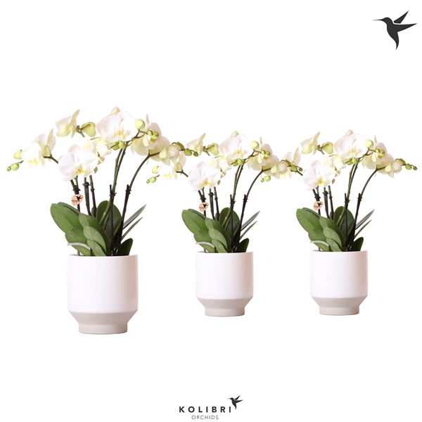 <h4>Kolibri Orchids Phalaenopsis Jewel Ghent in Harmony white</h4>