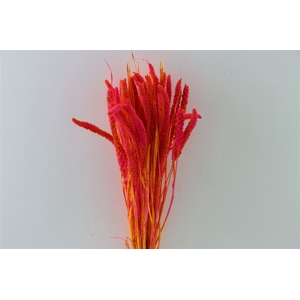 Dried Artz Setaria Dali Bunch